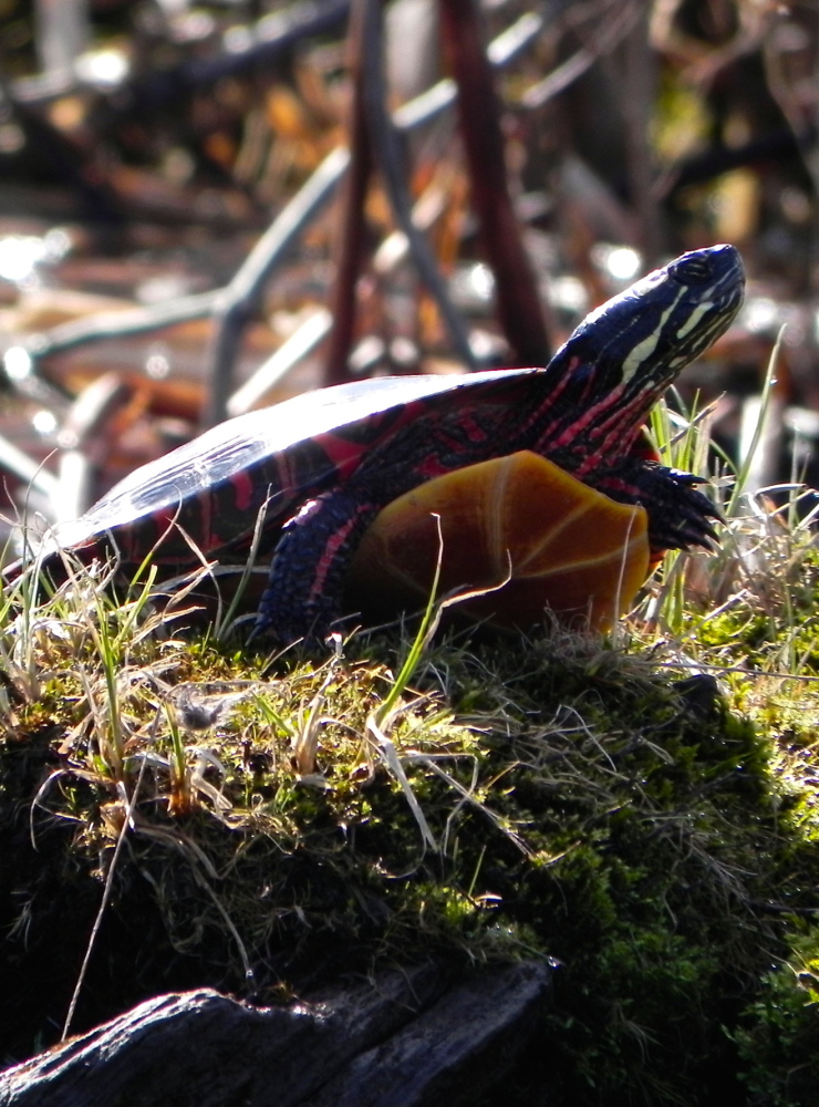 A painted turtle takes in the sun while perched upon a tussock along the Dead River, a haven for wildlife.