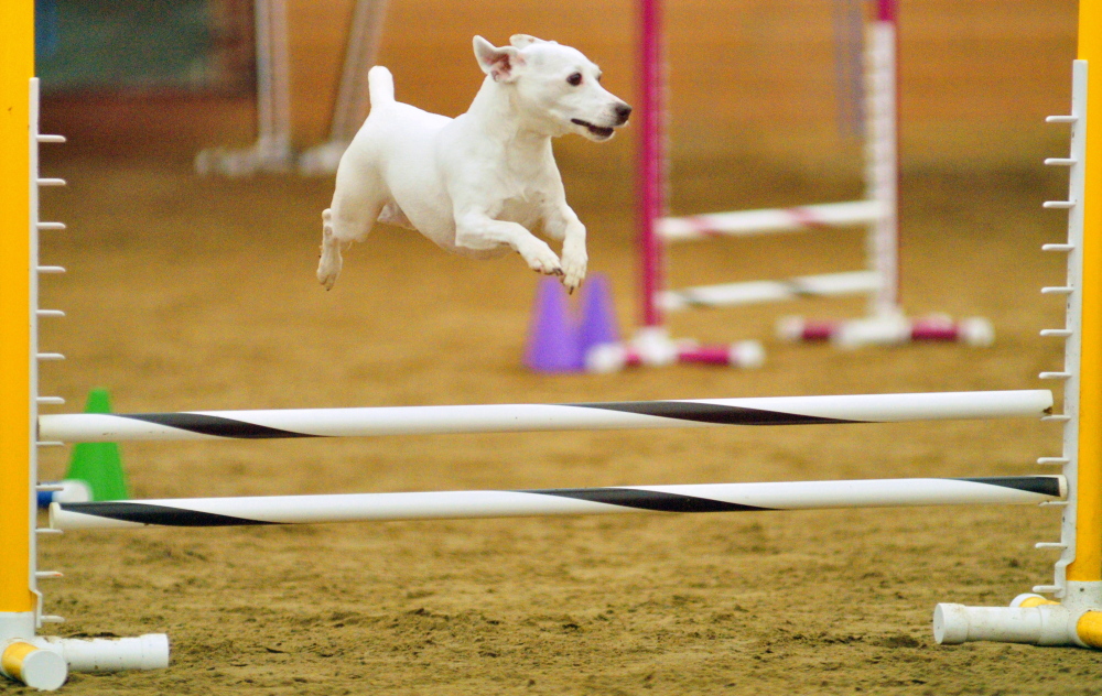 Dixie flies over a hurdle during a dog agility contest Saturday in West Gardiner. Owners had to run their dogs through tunnels and over hurdles on the course as quickly as possible.
