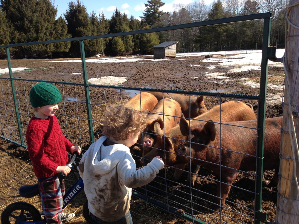 Writer Laura McCandlish's son, Theo, right, checks out the pigs at milkweed Farm with Daire Woodruff.