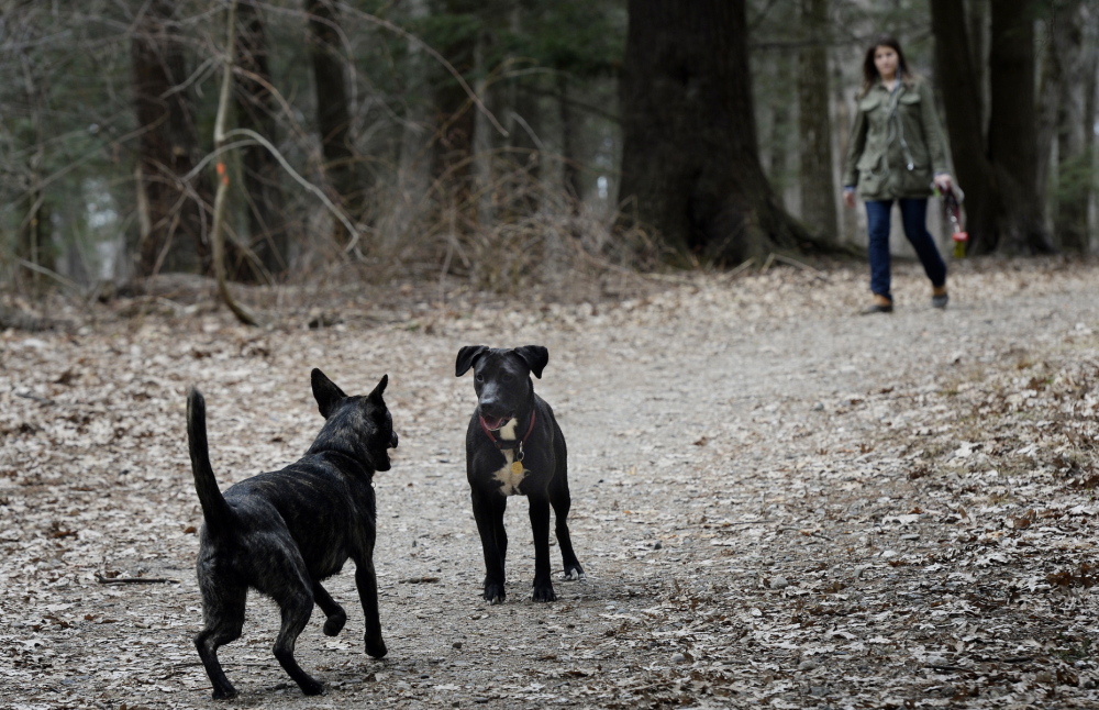 Moriah Duval of Portland walks her dog Penelope, center, and a friend’s pooch, Kyra, during a visit to Mayor Baxter Woods in Portland on Tuesday. Dogs are allowed off-leash in the park if they’re under voice control, but some visitors to the woods complain about the effect loose dogs can have on children and others.
