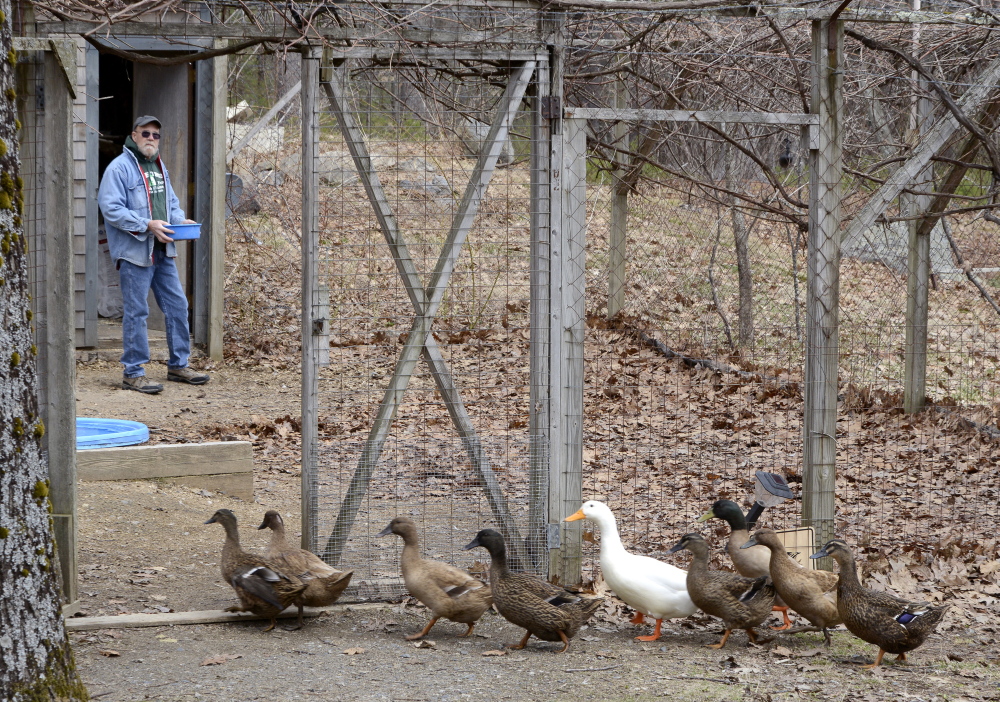 Dan Smith calls his ducks to breakfast at his farm in South Berwick.
