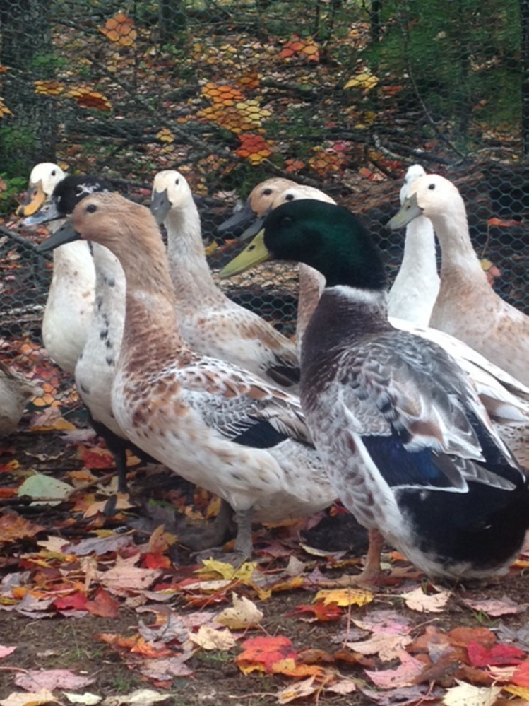 Welsh Harlequin ducks at Al's Quackery in Arundel