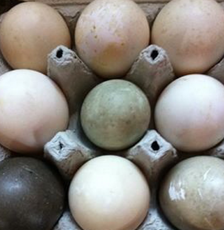 Duck eggs from Al’s Quackery in Arundel.