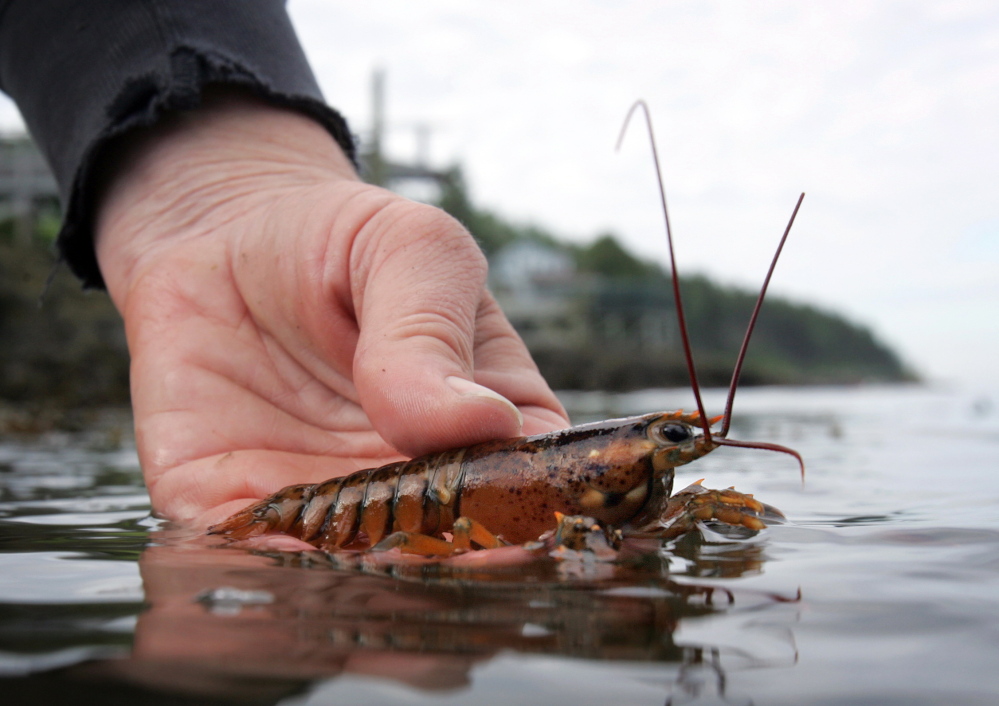 A scientist releases a juvenile lobster while doing research on Orr’s Island in Harpswell. A University of Maine survey of 11 locations in the Gulf of Maine indicates the number of young lobsters has declined by more than half from their 2007 levels, a significant statistic, since lobsters typically take about eight years to reach the legal harvesting size.