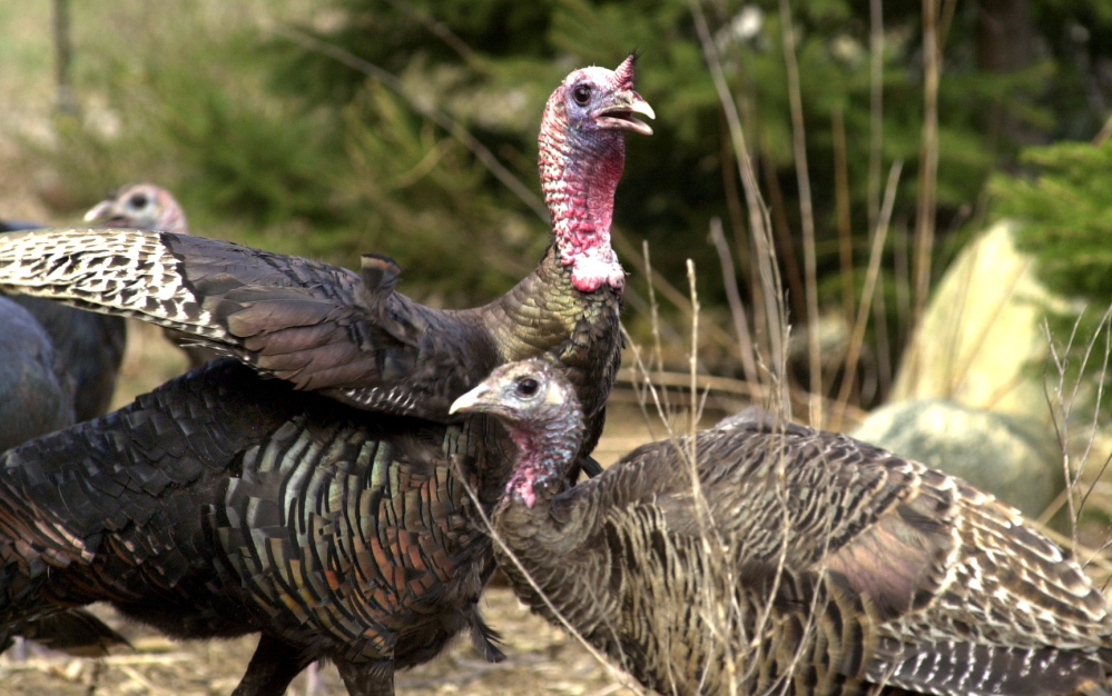 Turkeys are fair game for hunters through the end of May.
