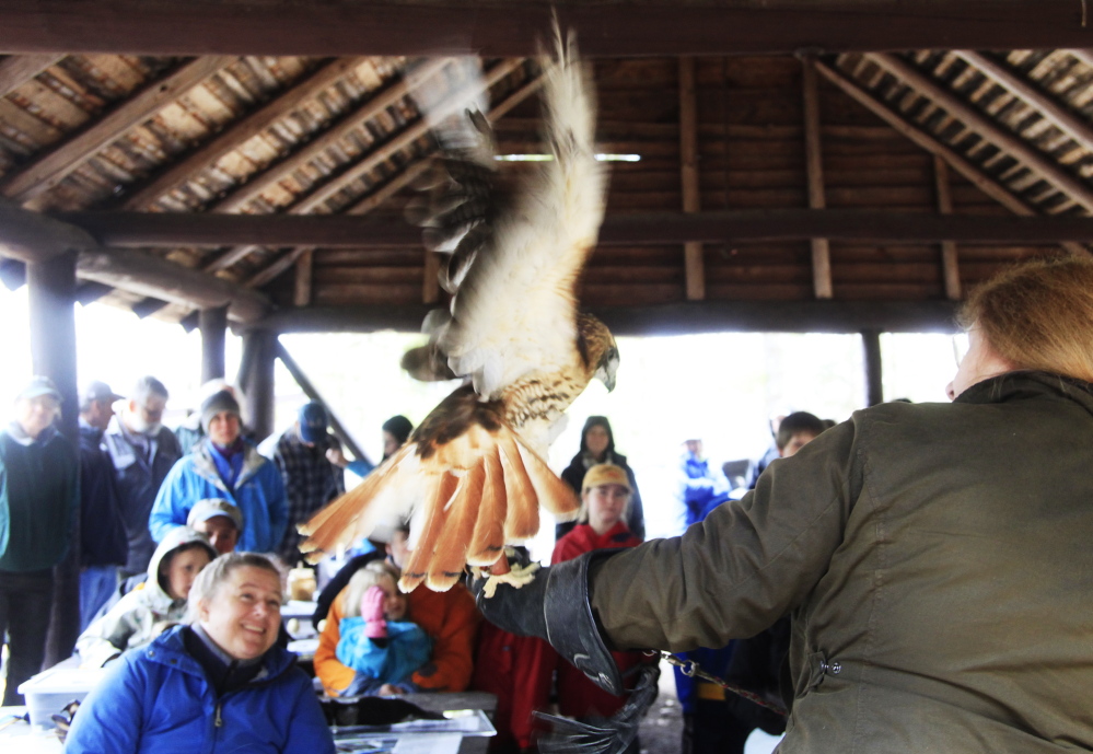 Chaplin, a red-tailed hawk from Wind Over Wings in Dresden, ruffles his feathers while settling on the arm of Helen Frazier of Scarborough during a live birds of prey presentation at Bradbury Mountain State Park in Pownal on Saturday. Chaplin, who is originally from Chaplin, Conn., was unintentionally shot and lost part of a wing, and came to Wind Over Wings when he was about 2 years old.