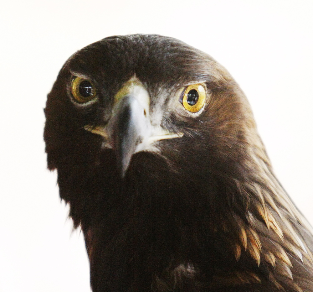 Skywalker, a 22-year-old golden eagle originally from Nebraska, had to have his right wing amputated after he was shot when he was 2 years old.