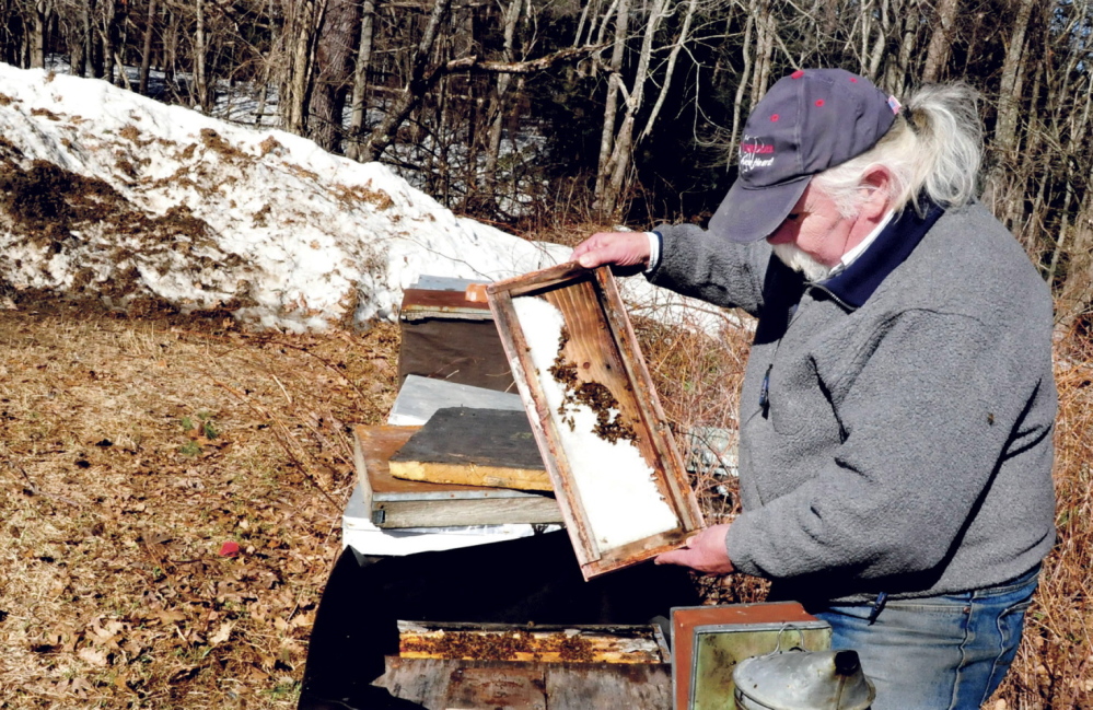 Apiarist Bob Egan of Skowhegan examines honeybees in hives beside piles of snow in Benton on April 10. Egan said his bees’ natural food sources are at least two weeks behind schedule because of the cold, and he has resorted to feeding them with a pollen supplement to try to keep them alive.