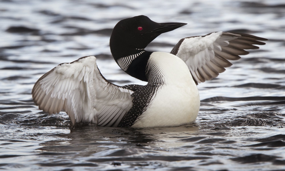 Lead fishing sinkers can pose a threat to loons, like the one pictured here in a 2012 photo from Cupsuptic Lake. Fortunately, biodegradable alternatives are available.