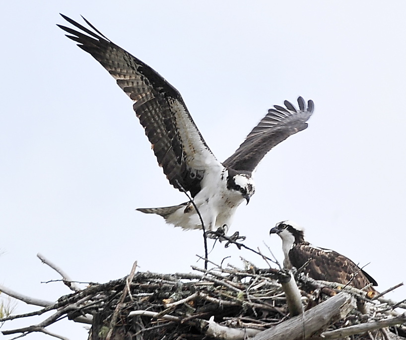 A male osprey wings back to the nest with another twig where his mate awaits as they build a nest in the salt marsh at Wolfe’s Neck Woods State Park in Freeport. Ospreys spend the winter in South America before flying back to Maine.