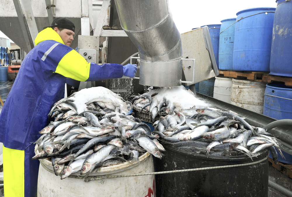 Mike Randall unloads and salts herring in barrels at Dropping Springs Bait Co. in Portland in 2011. The New England Fishery Management Council last week voted to endorse new rules for herring trawlers.