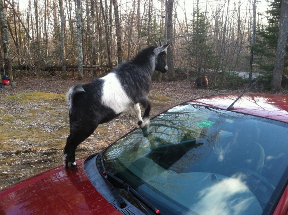 One of two goats that climbed atop a car in Richmond