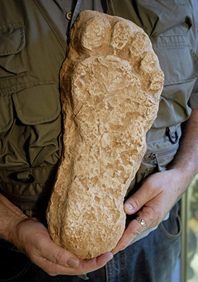 Loren Coleman holds a model of Bigfoot at the International Cryptozoology Museum in Portland. The supposed Bigfoot footprint was found in Washington state in the 1980s.