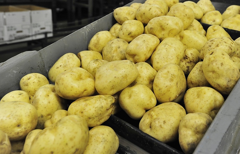 Washed white Maine potatoes tumble down a conveyor belt. Maine's largest potato processor this week reduced the price paid to growers and the number of orders.