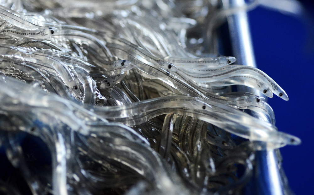 Elvers at Delaware Valley Fish Co. in Portland await being sold in April. If Connecticut allows elver fishing, Maine fishermen could see their catch limits lowered next year.
