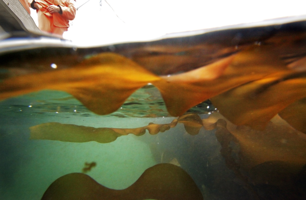 Kelp grown by Ocean Approved floats off Little Chebeague Island on Monday. The company, which has a processing facility on Presumpscot Street in Portland, said sales increased 400 percent in the past two years.