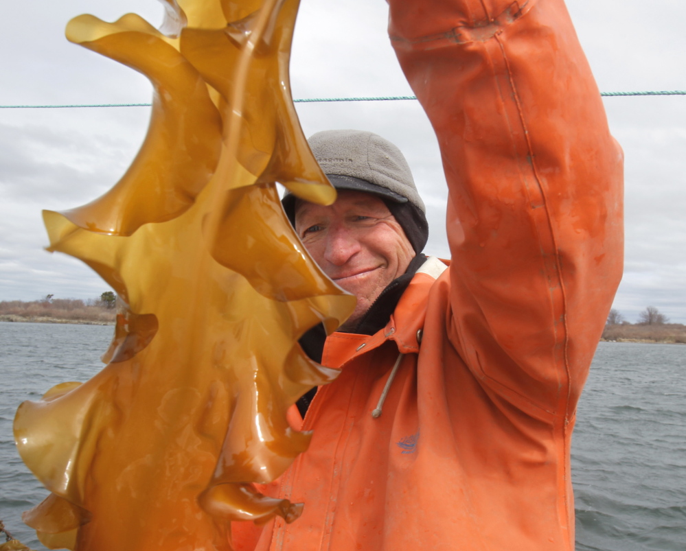Tollef Olson checks on some kelp growing off Little Chebeague Island. “Look at all this food!” he said.