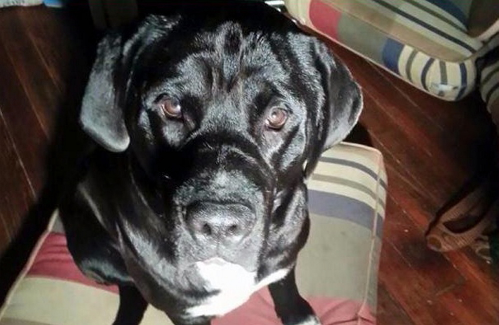 A traveling musician from Portland says a police officer killed his dog Arzy in a Louisiana newspaper’s parking lot April 28. The officer has resigned.