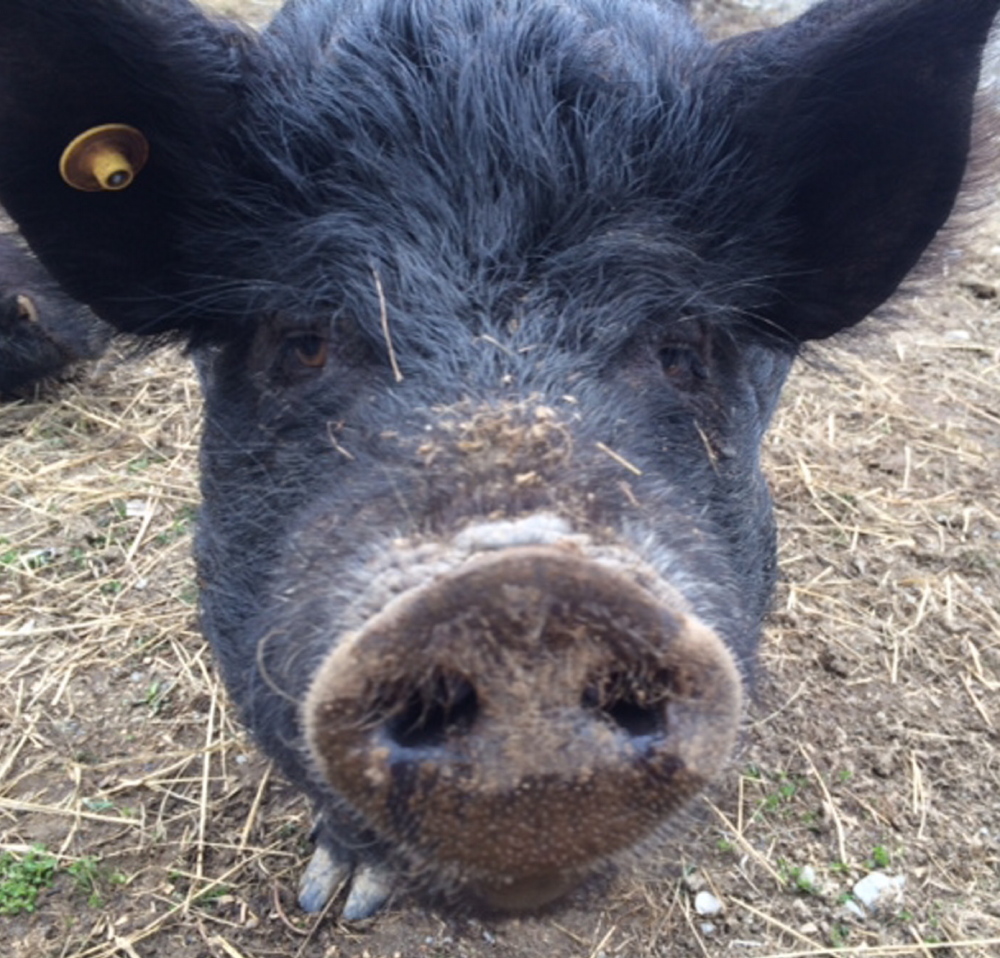 Luna, an American guinea hog, is set to have piglets June 8. The hogs can weigh up to 200 pounds.