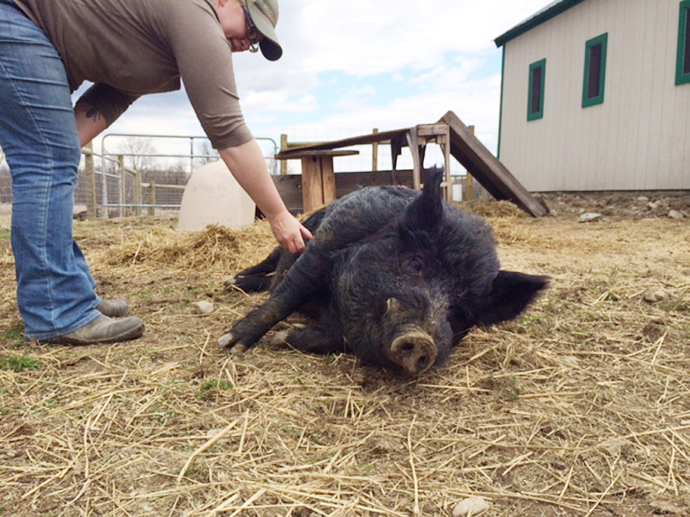 Unity College farm manager Megan Anderson scratches the belly of American guinea hog Lurch on Friday.