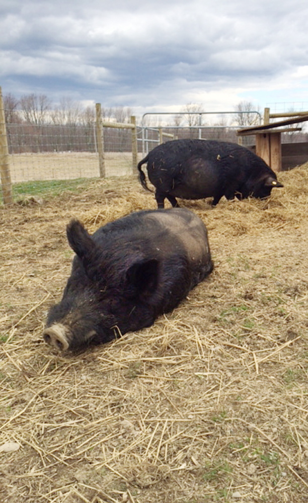 American guinea hogs Lurch, foreground, and Luna relax and forage, respectively, in their new home at Unity College in Unity on Friday.