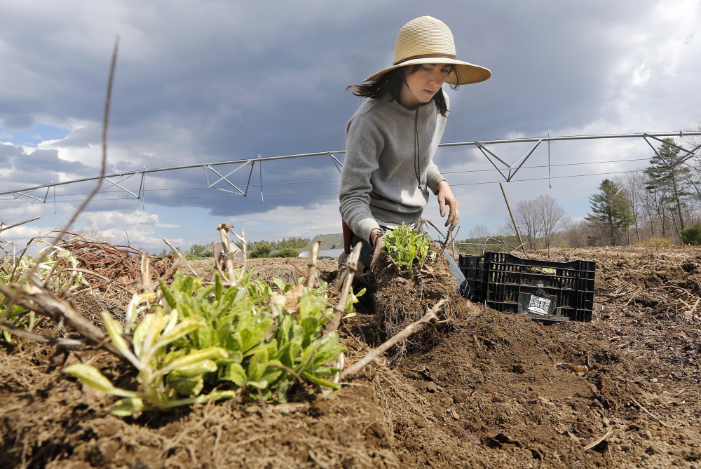 Laura Williams digs up perennials to be transplanted to another field while working at Broadturn Farm in Scarborough on Friday. The organic farm grows crops on 13 acres with two and a half acres dedicated to flowers.