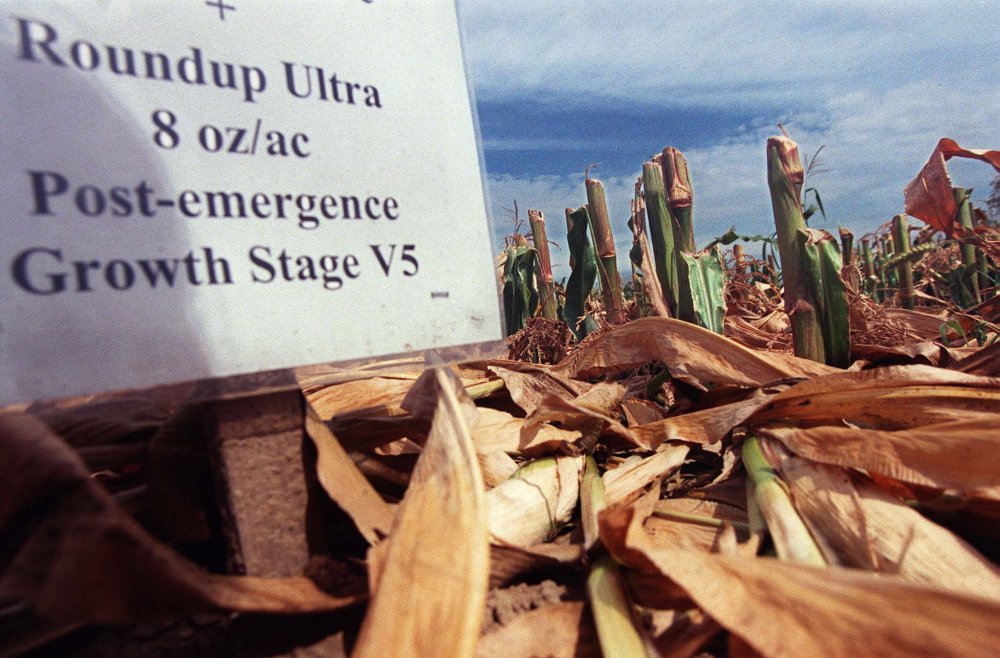 A sign marks one of the rows of genetically engineered corn that was chopped down in the night either as a very pointed prank or in an act of ecoterrorism in August 1999 at the University of Maine at Orono. The crop was being studied in part to test its success against quackgrass, a weed that plagues Maine farmers.