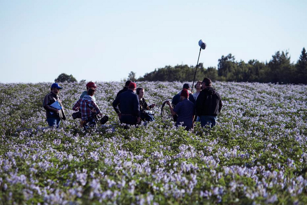 Filmmakers work in a sea of blue potato plants on the LaJoie land.