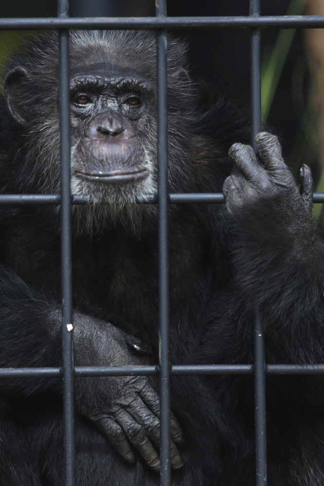 The chimpanzee population in Ivory Coast’s Tai National Park has declined an estimated 90 percent over 20 years.