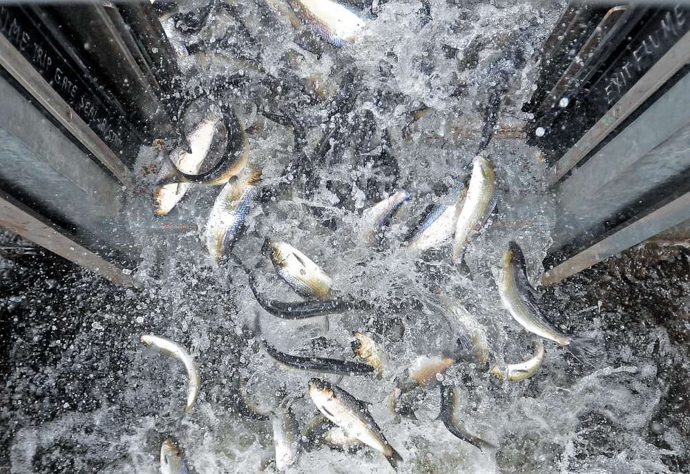 Alewives pour out of the fish elevator at the top of the Benton Falls Dam in 2013.