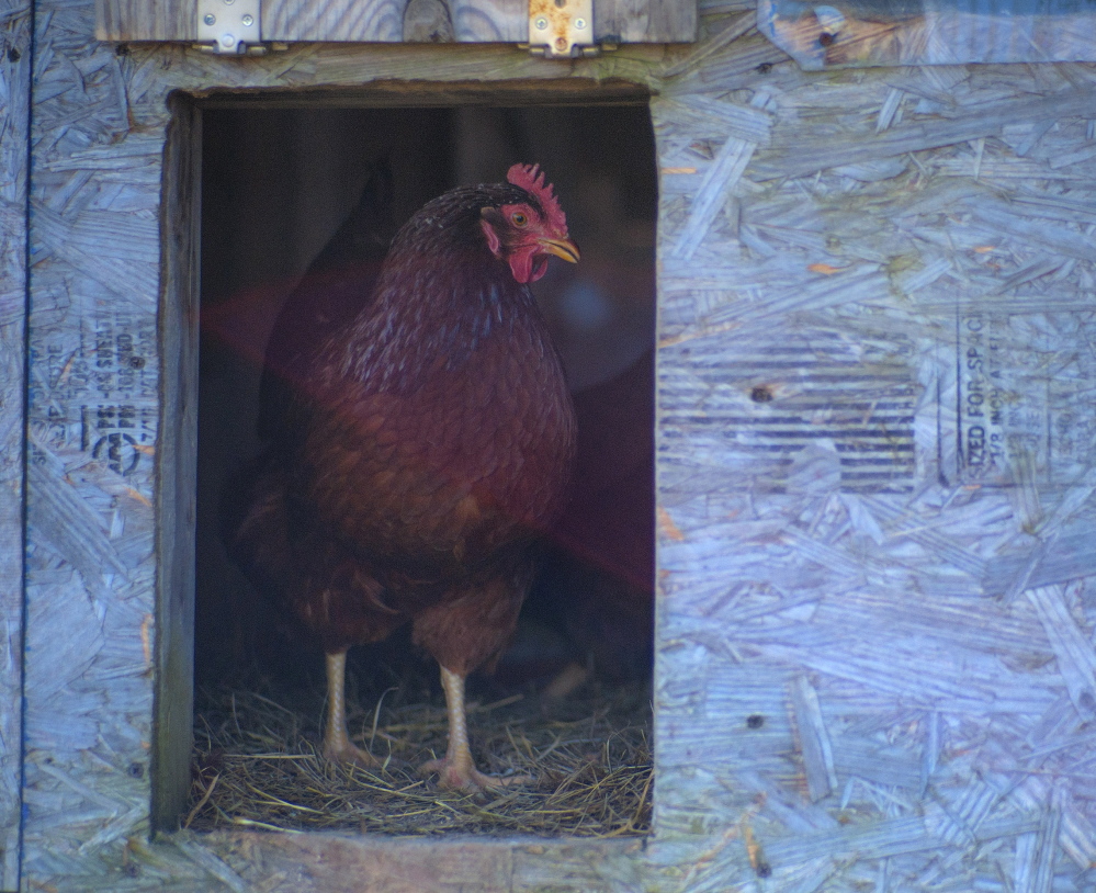 A Rhode Island Red hen at the Witter Farm in Orono