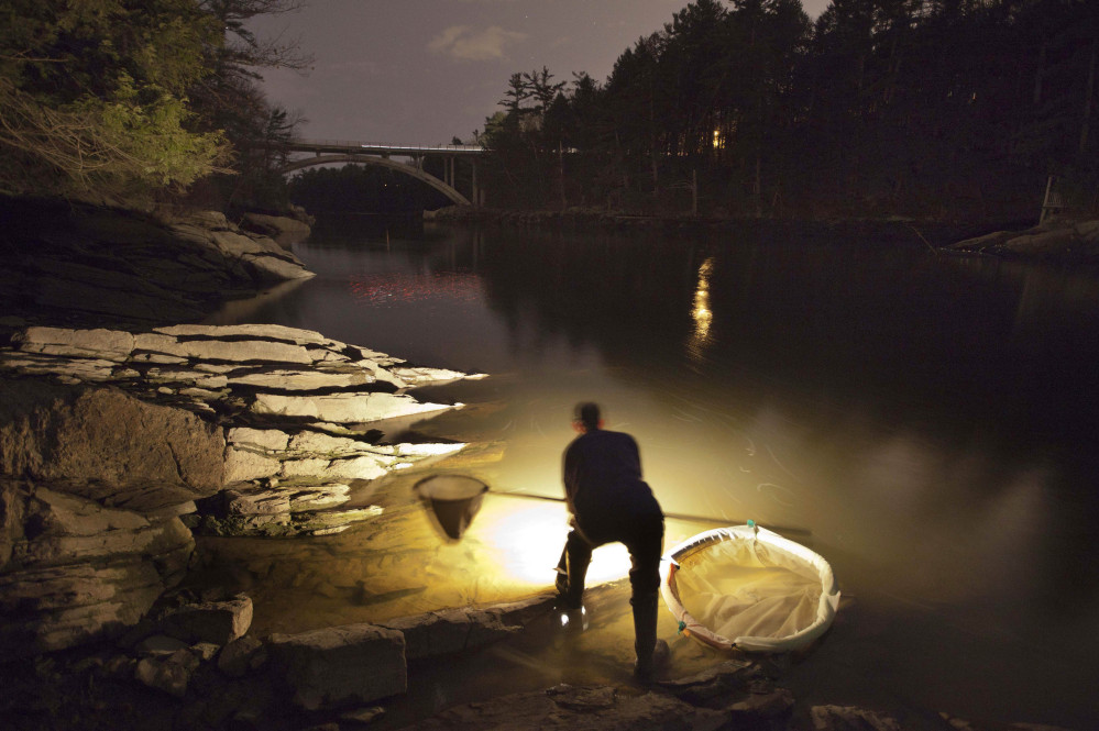 Bruce Steeves uses a lantern to look for young eels known as elvers on a river in southern Maine. The state’s elver season is off to a slow start, with the catch only around half of what it was last year. State regulators say a resurgence in foreign markets may have cut back demand for Maine’s baby eels.