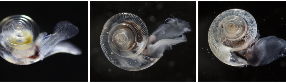 Photos show the smooth shell of a healthy pteropod at left, a pteropod exposed to elevated carbon-dioxide levels in a lab at center and a shell with holes and pits produced by lab conditions. Scientists say they have found a definite link between shell damage and carbon-dioxide emissions.