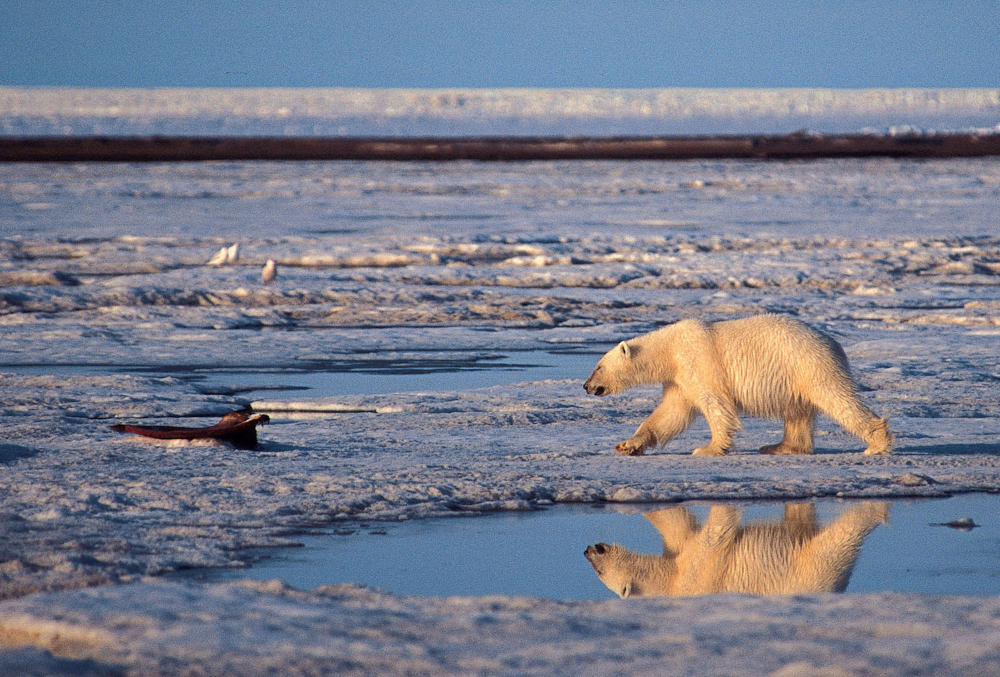 A polar bear roams the Arctic National Wildlife Refuge. Government scientists predict that two-thirds of the world’s polar bears will be killed off by 2050 – and completely gone from Alaska – because of thinning sea ice caused by global warming. The decade starting in 2000 was the hottest on record, and 2012 was the hottest year ever recorded in the nation’s history.