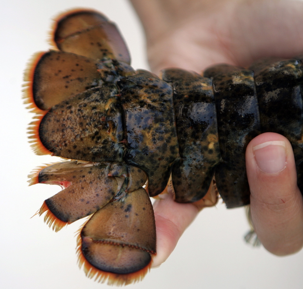 This is a detailed view of a female lobster with a freshly V-notched tail. The lobster will be put back in the ocean to reproduce and sustain the industry.