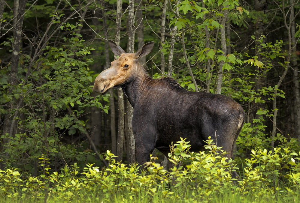 A moose keeps an eye on passing motorists on Route 11 just north of Patten in this June 2013 file photo. The Maine Department of Inland Fisheries and Wildlife is reducing the number of 2014 fall moose permits by 90 because of the impact of winter ticks.