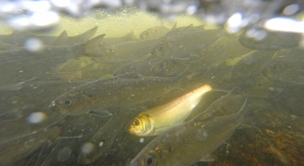 Alewives struggle to swim past the current of a small dam at Webber Pond on Seven-Mile Stream in Vassalboro on Friday. The alewife run is starting a bit late this year because of cooler water temperatures, officials say.