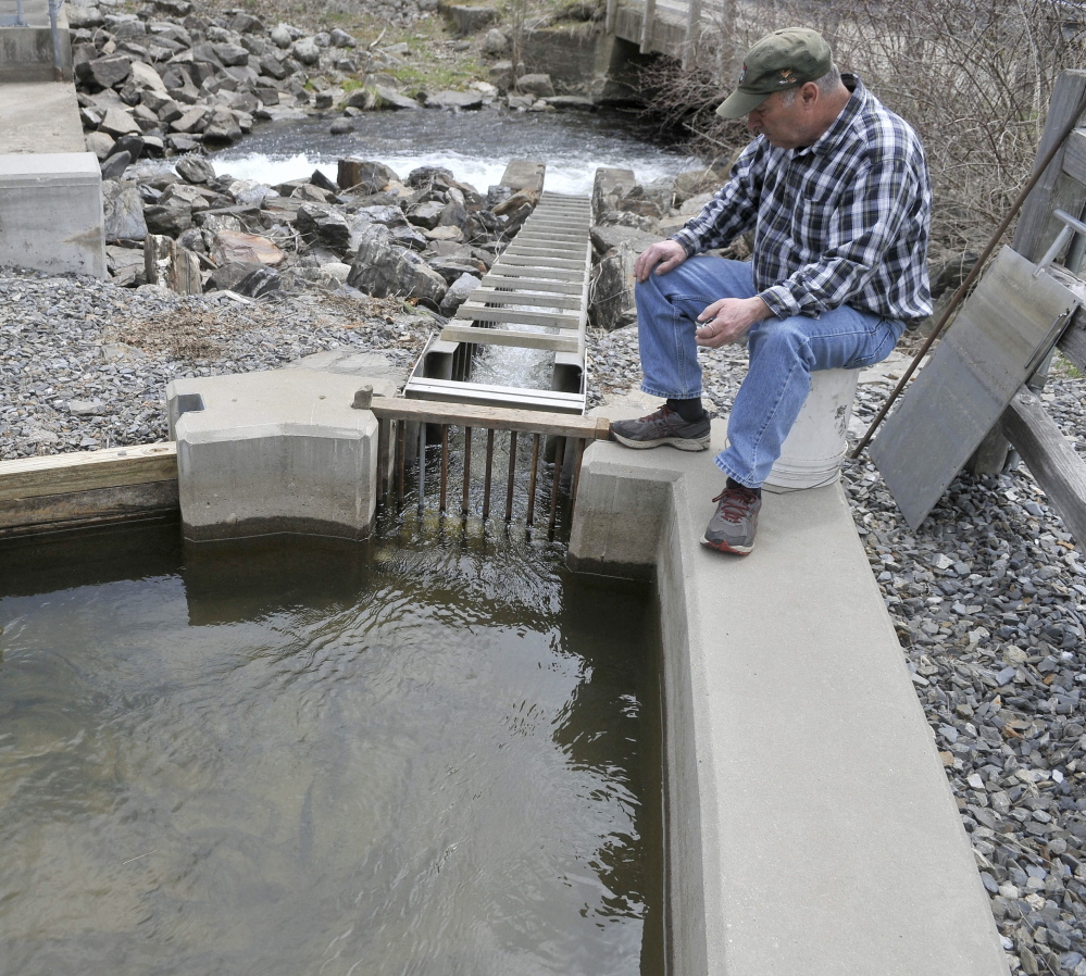 Donald Lettre counts alewives as they climb the small fish ladder from Seven-Mile Stream to Webber Pond in Vassalboro on Friday.