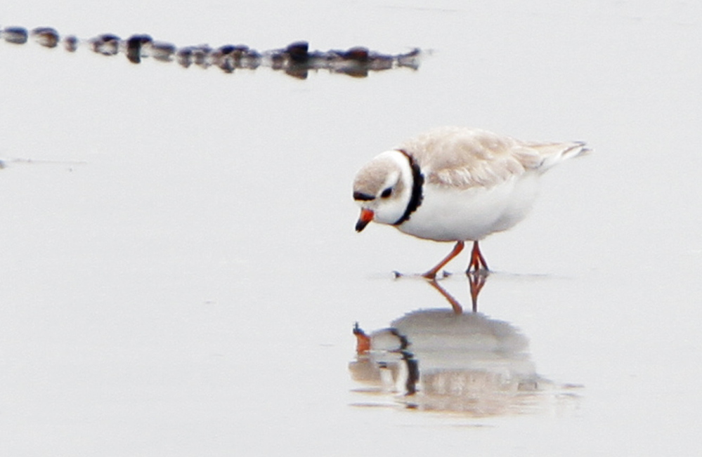 A piping plover forages along the shore of Goose Rocks Beach in Kennebunkport.