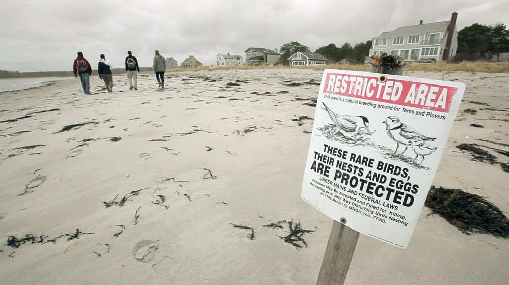 A sign signals the presence of piping plover nests as workers with Maine Audubon walk Goose Rocks Beach in Kennebunkport, looking for active nesting sites. The town prohibits dogs on the beach during the day and requires them to be leashed at all other times.