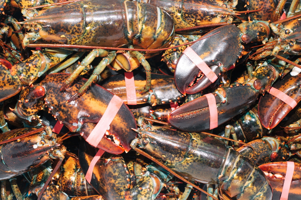 Lobsters in a cooler at the Potts Harbor Lobster booth.