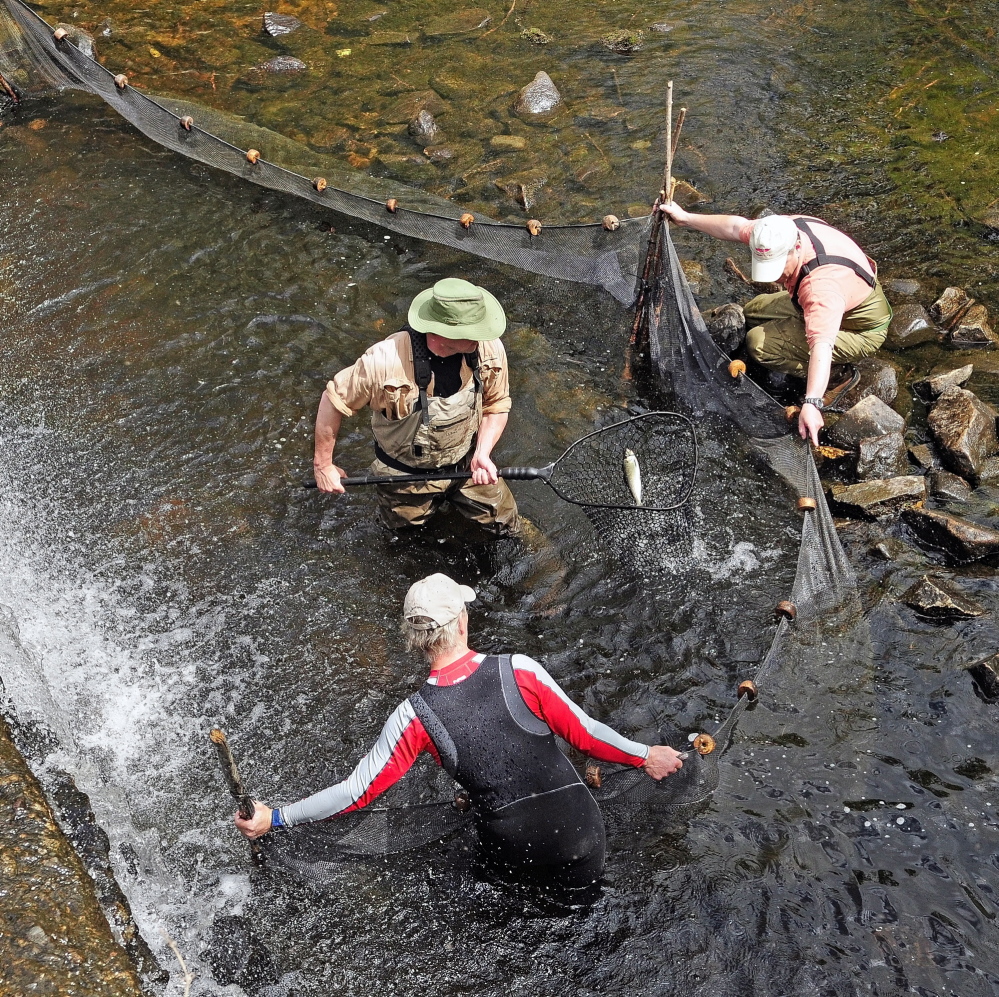 Slade Moore, center, nets an alewife while Gary Schaumburg, bottom left, and John Crowley hold a seine net to keep them corralled near the dam in Togus Stream.