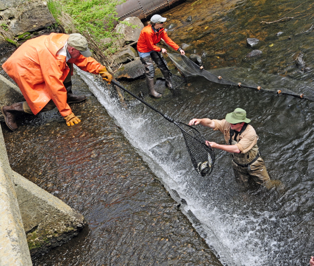 Slade Moore, bottom right, hands a net full of alewives up to Jerre Keller, top left, as Cindy Eurich holds a seine net to keep them corralled near the dam.