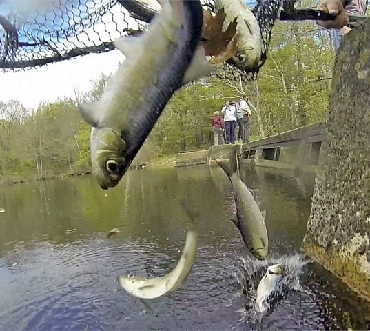 Alewives netted in Togus Stream on the other side of the dam are released into Lower Togus Pond.