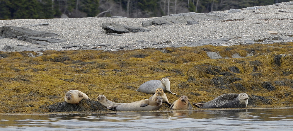 Seals find a sanctuary in the sun on a rocky ledge near West Gosling Island where conservationists hope flora and fauna may long thrive.