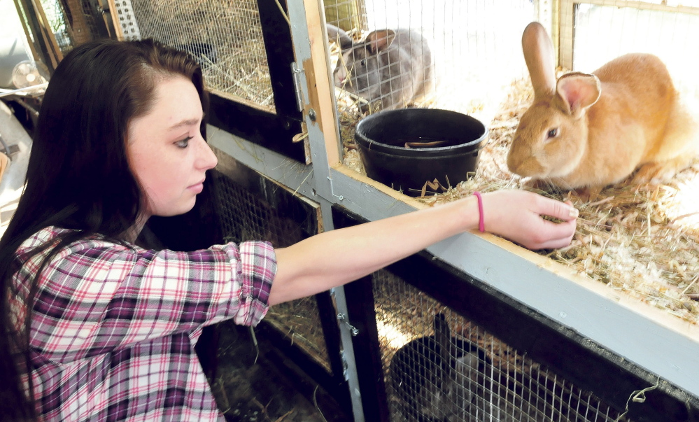Danika Andrews feeds a rabbit in the “Bunny Bus.” Marti Stevens students converted two donated school buses to house animals, and hope to add chickens, goats, sheep and ducks to their program.