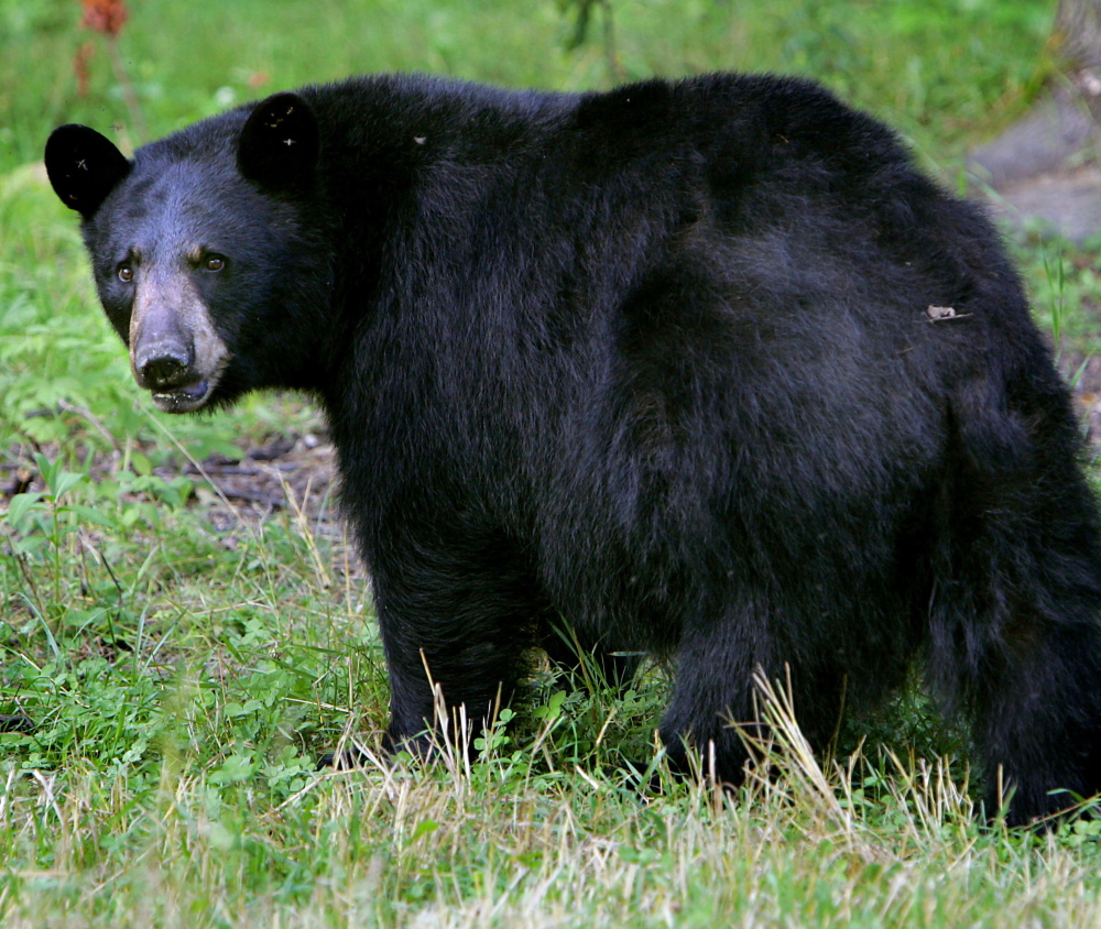 Maine officials report an unusually high number of nuisance bear complaints for this early in the year.