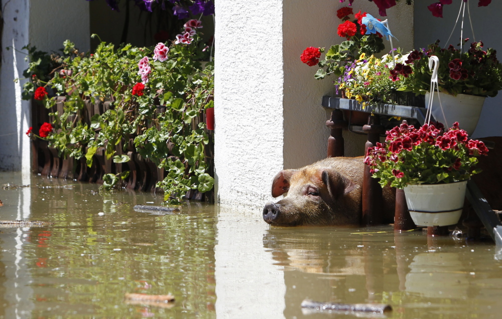 The heavy flooding left this pig stranded in Vojskova, Bosnia. Many farm animals have died in the deluge and landslides.