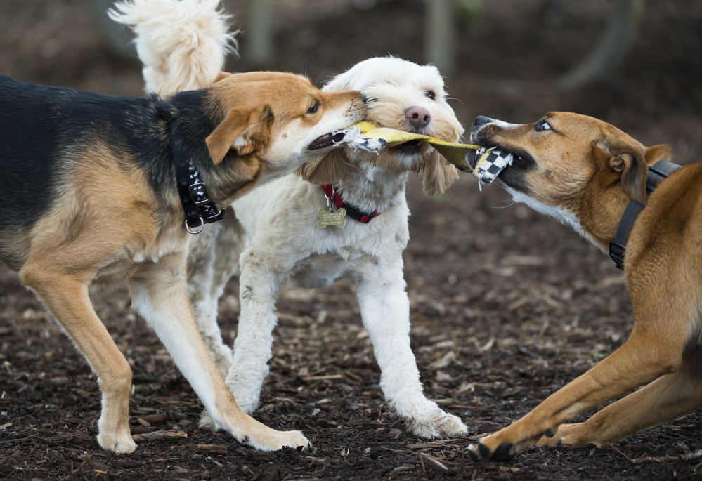 Three dogs play tug-of-war with a chew toy at a dog park in Arlington, Va.