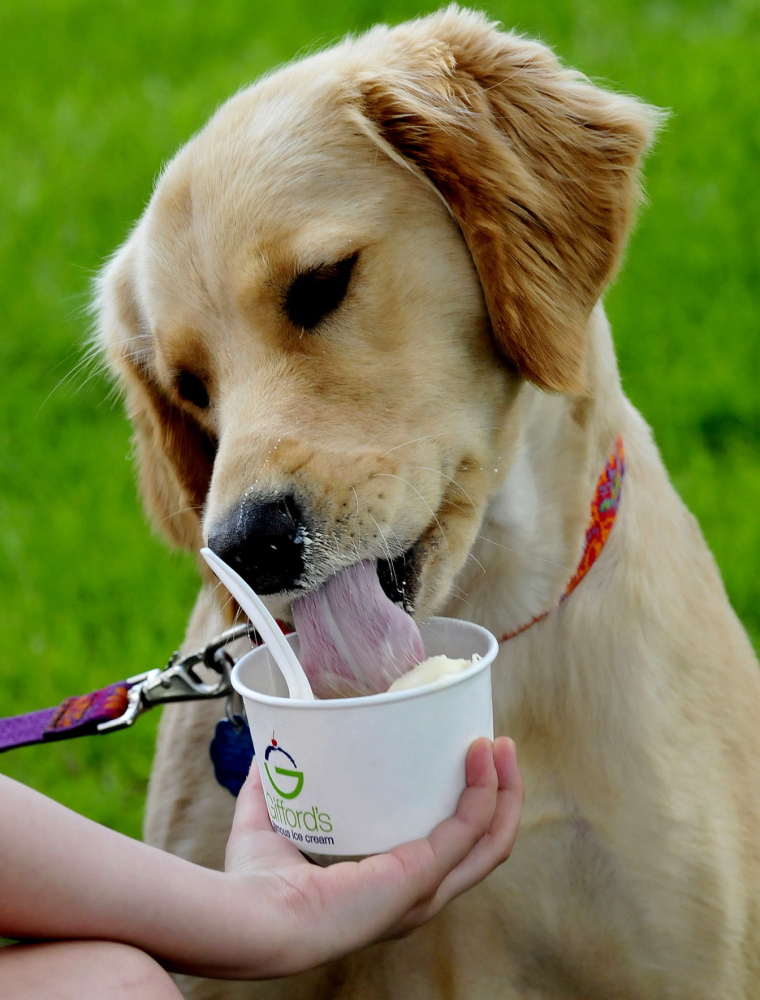 Daisy the dog got a real cool treat Thursday from Gifford’s Ice Cream in Waterville as the sun came out and temperatures hit the low 70s. Owner Madilyn Doody feeds Daisy, who eats vanilla ice cream that came with two dog biscuits.
